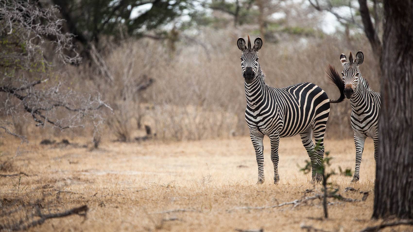 3 Days Tanzania Safari