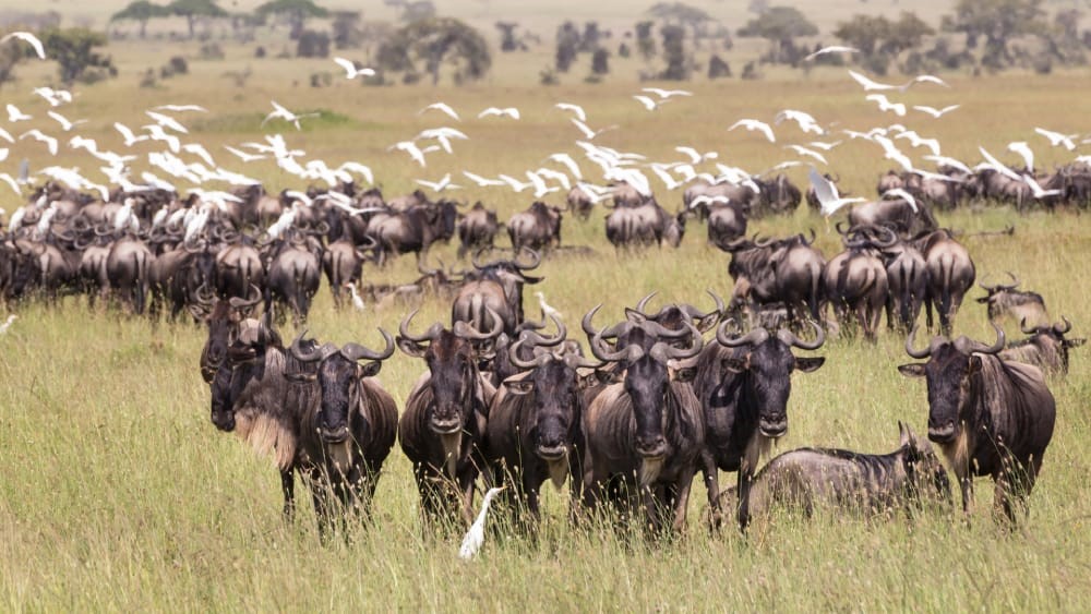 4 Days Tanzania Safari