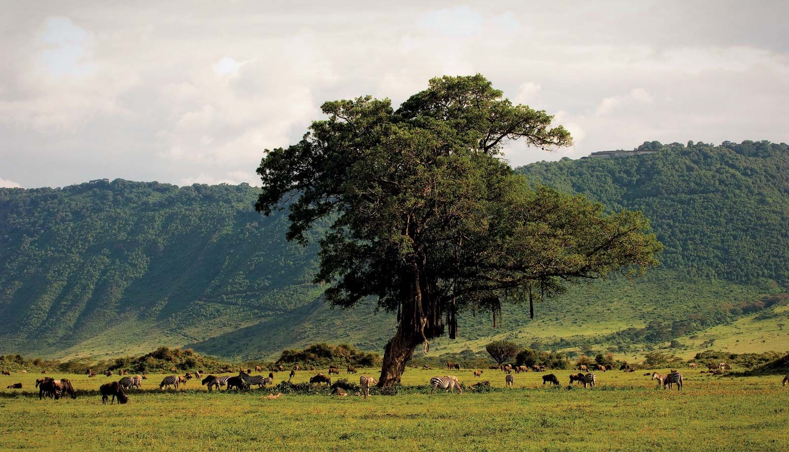 Ngorongoro Crater Floor