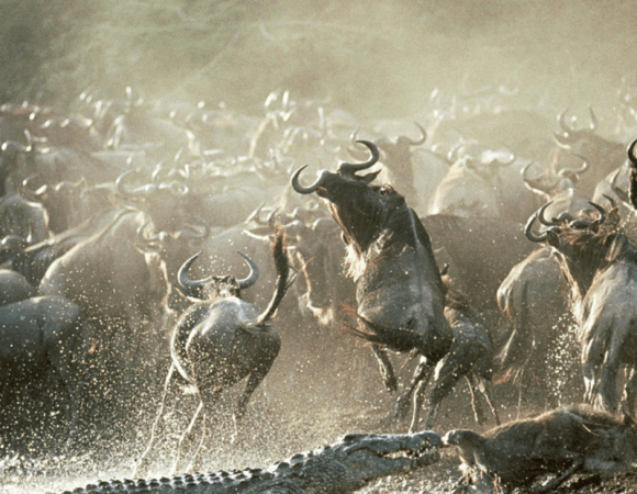 Serengeti Migration safari