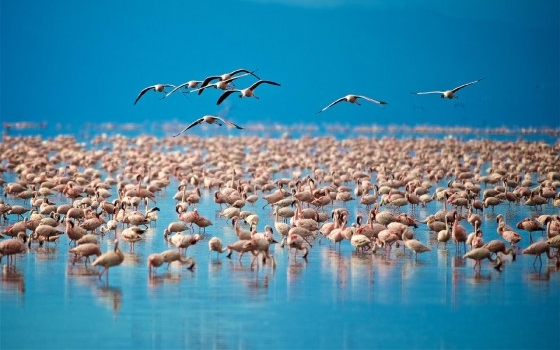 9 Days Tanzania Safari