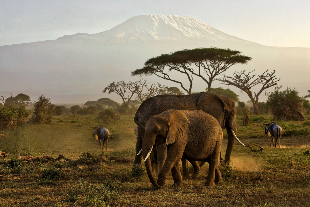 Bull ELephants of Amboseli National Park
