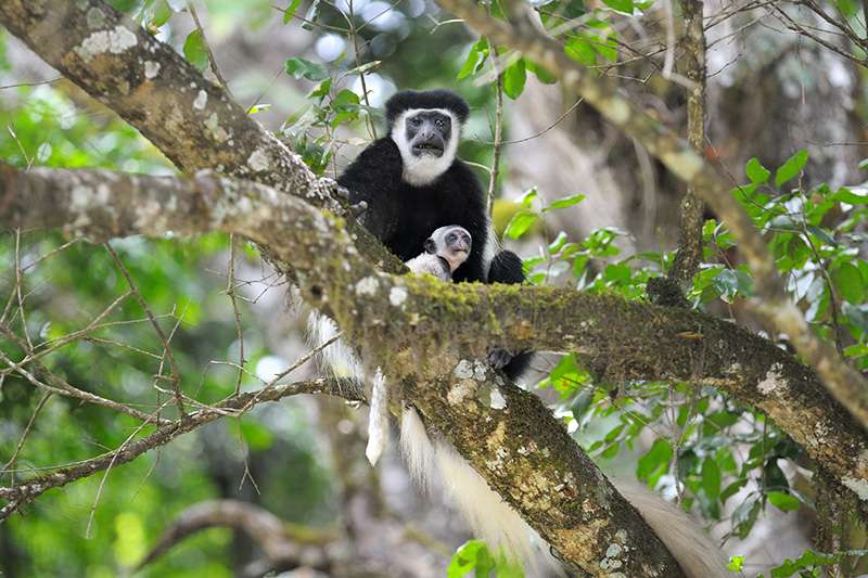 Arusha 1 Day Safari