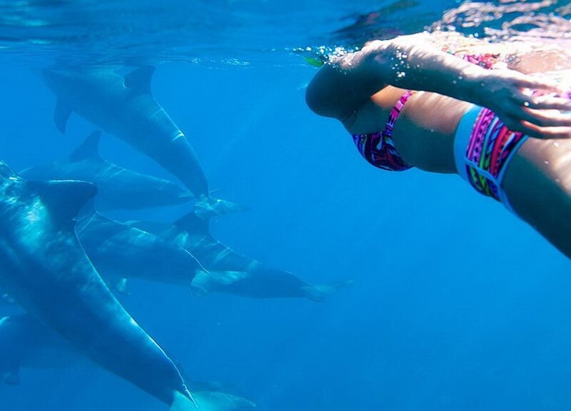 1 Day Kizikazi Dolphin Tour