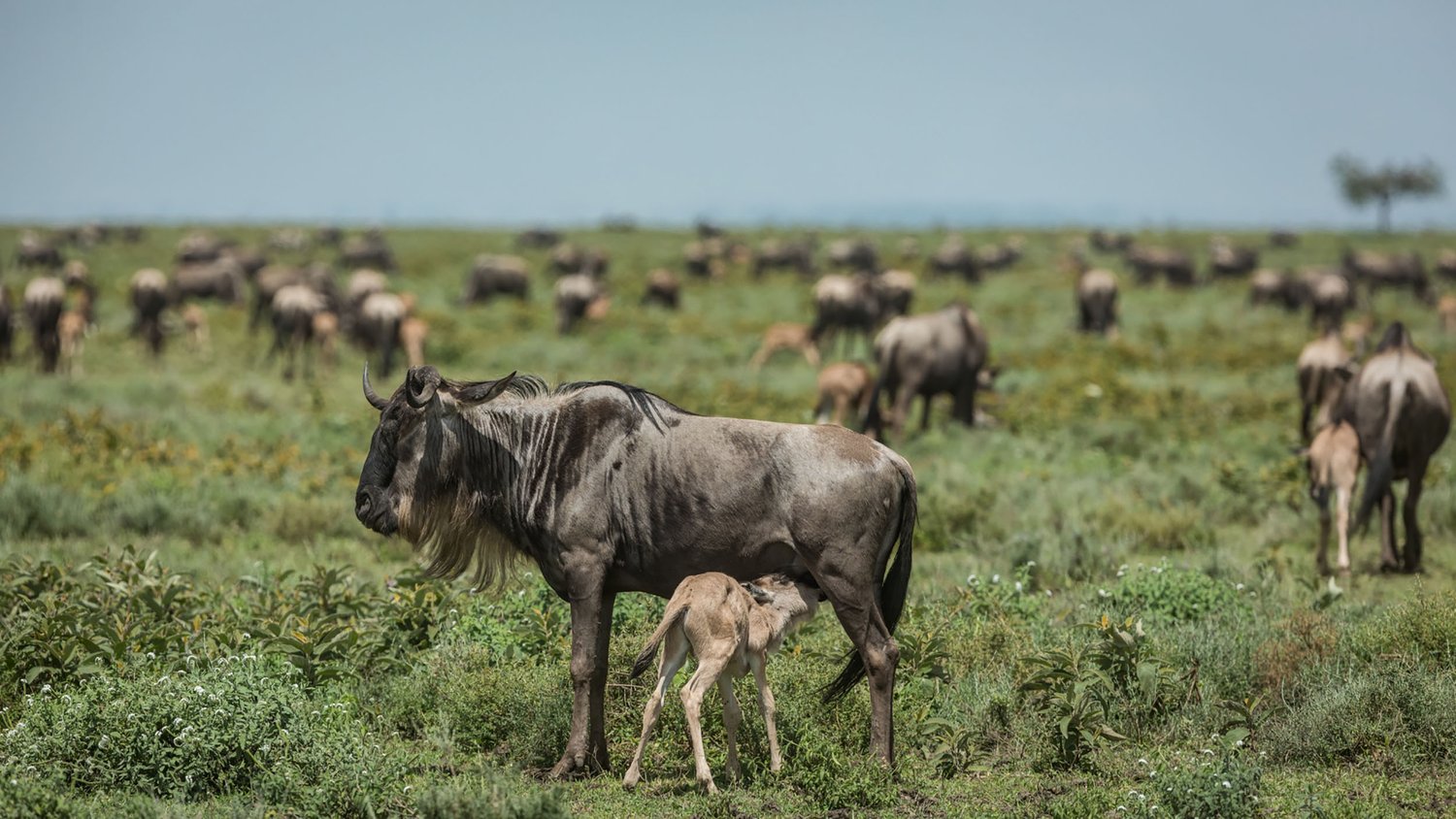 Migration Calving Season