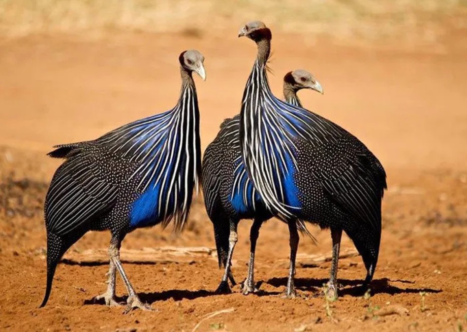 Birding at Mkomanzi
