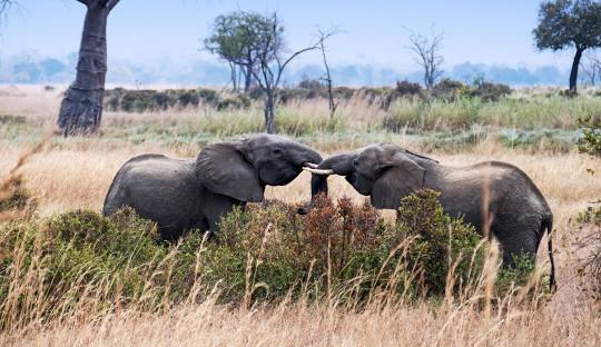 Morning Game Drive & Fly Back