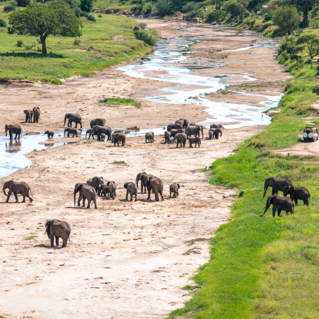 Tusker In Tarangire River