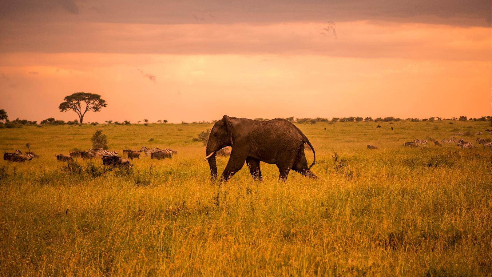Masai Mara Park