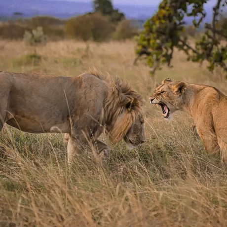 Lions of Katavi
