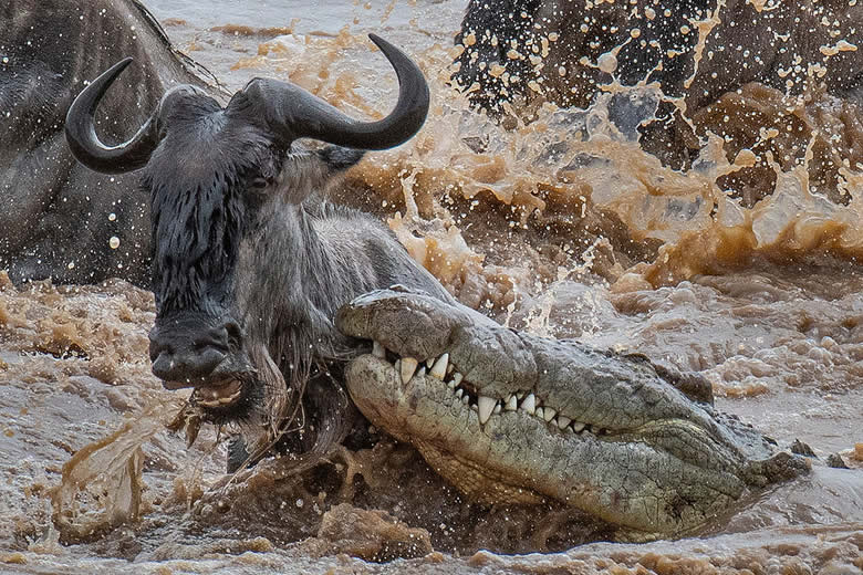 River Crossing Safari