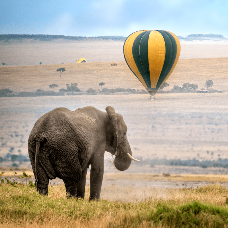 Elephant in Serengeti With Balloon Fly Above