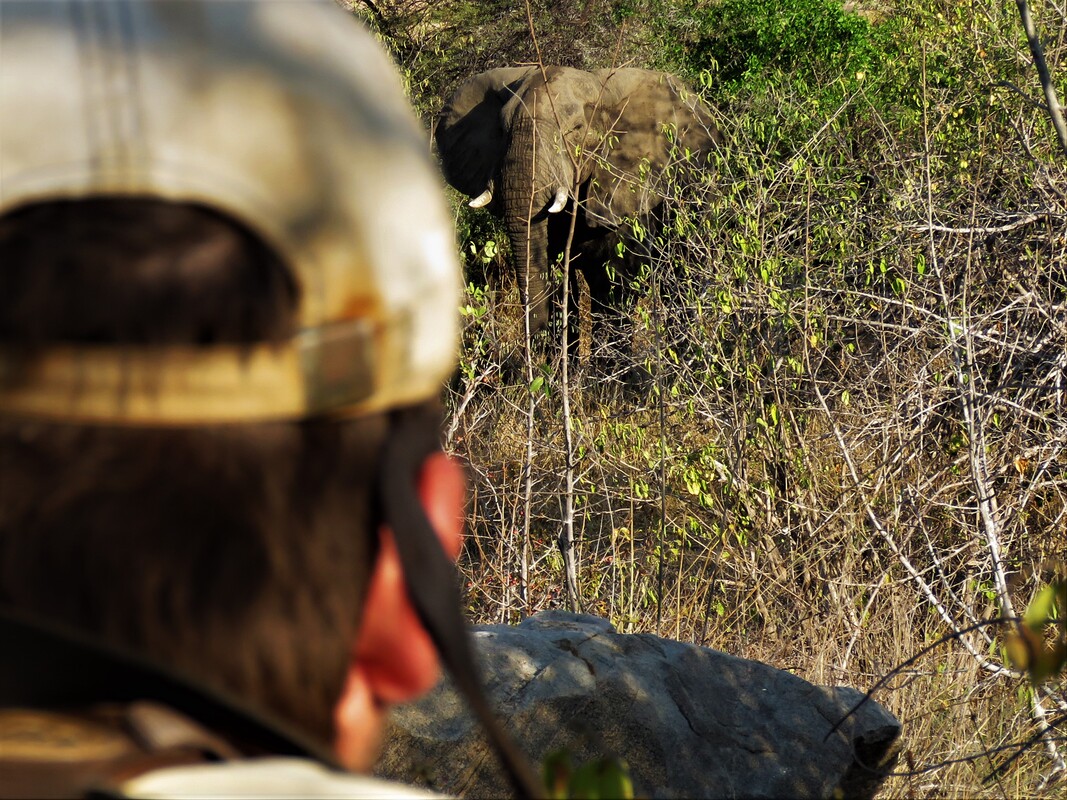 Walking Safari Photography