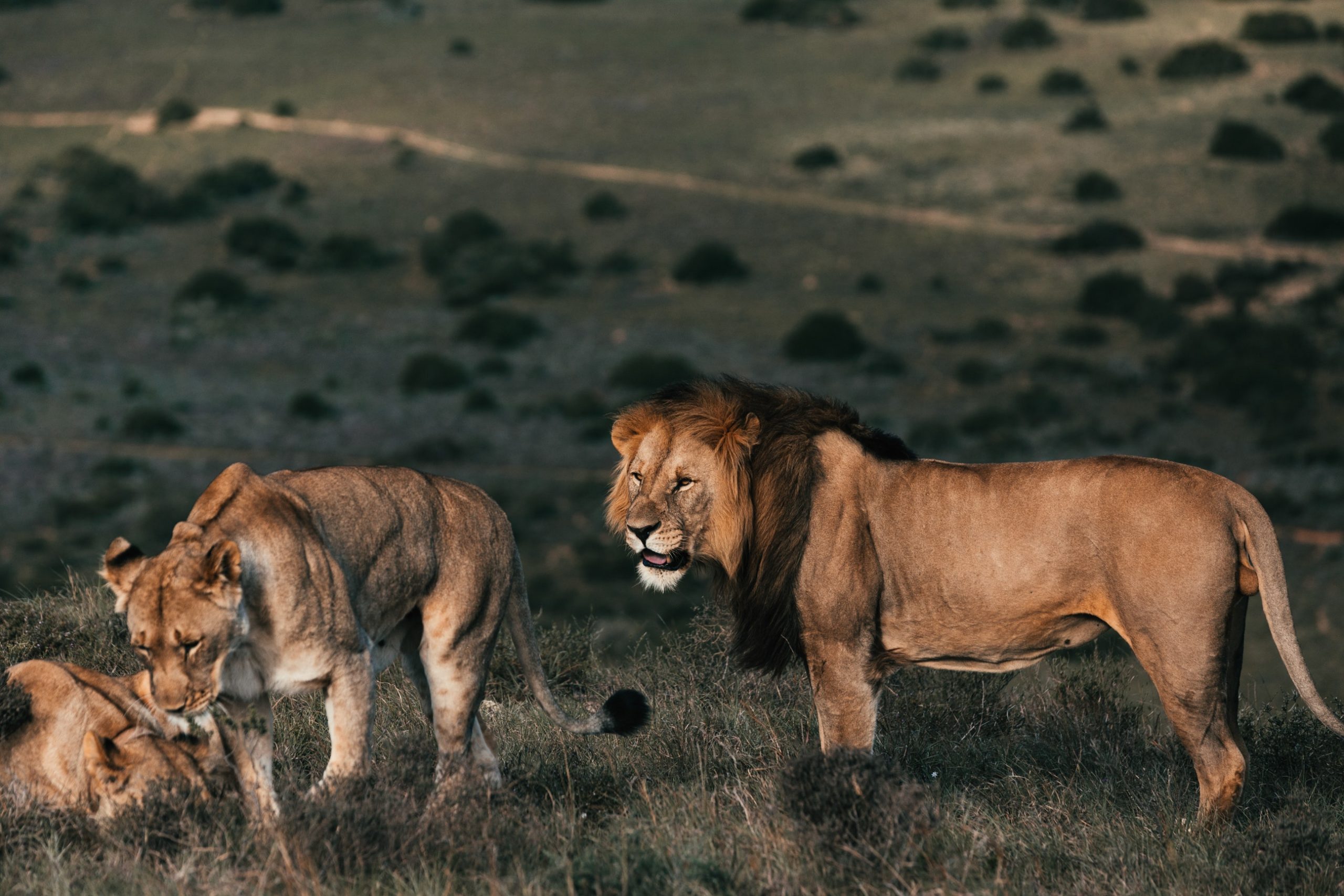 7 Days Tanzania Safari