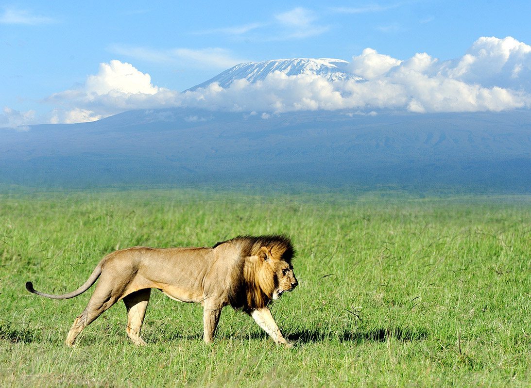 Amboseli Lions