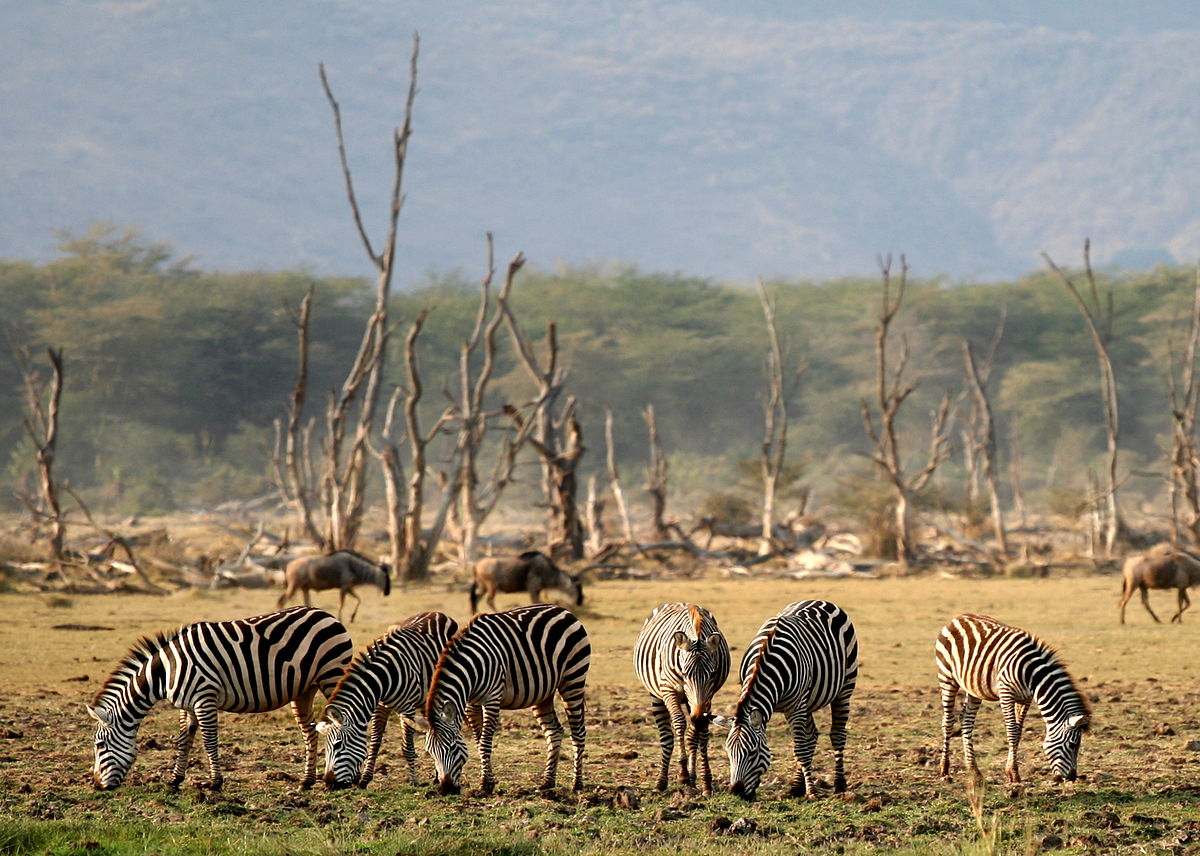 Arusha/Moshi to Arusha National Park