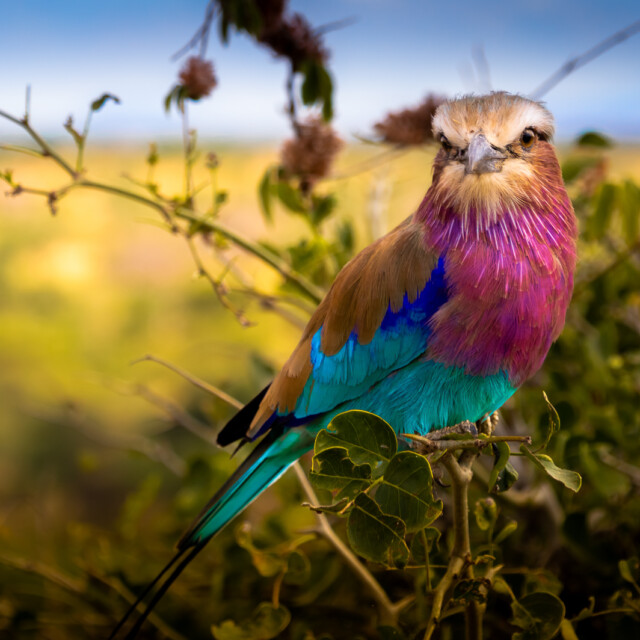 Tarangire Bird Life Is Amazing