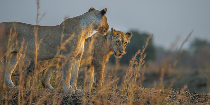 2 Days Mikumi Only Safari