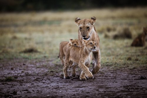 1 Day Ngorongoro Crater Tanzania Safari
