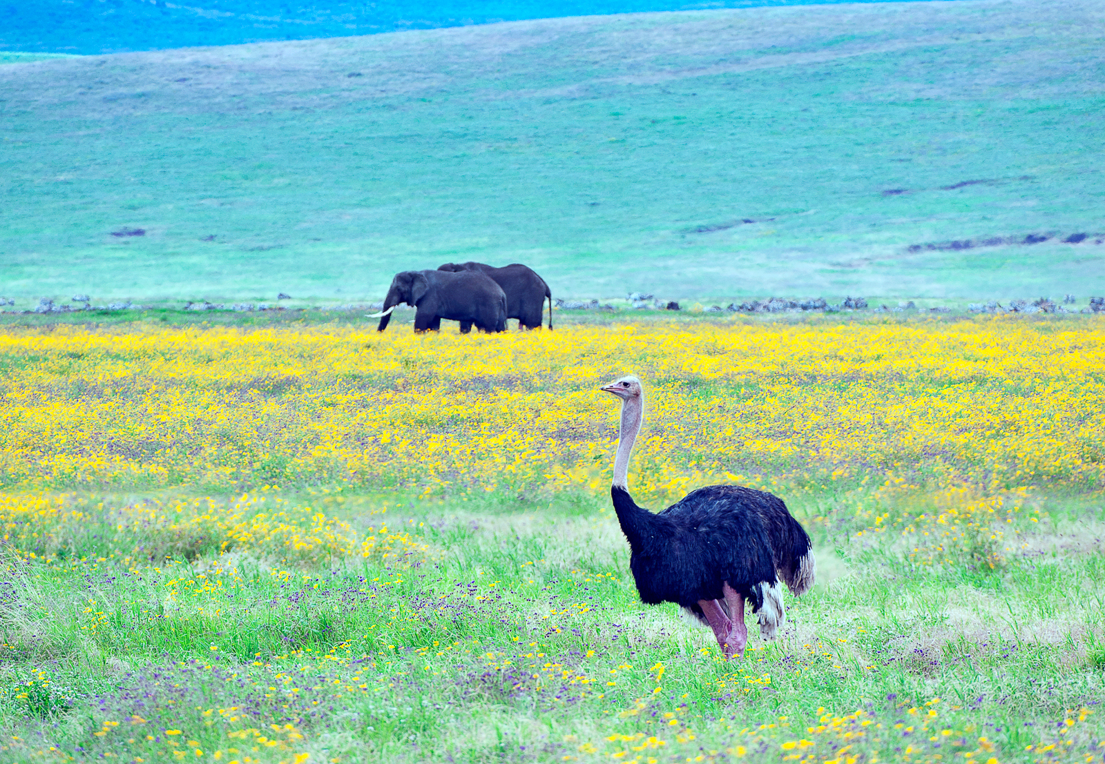 'Elephants & ostritch in the Crater