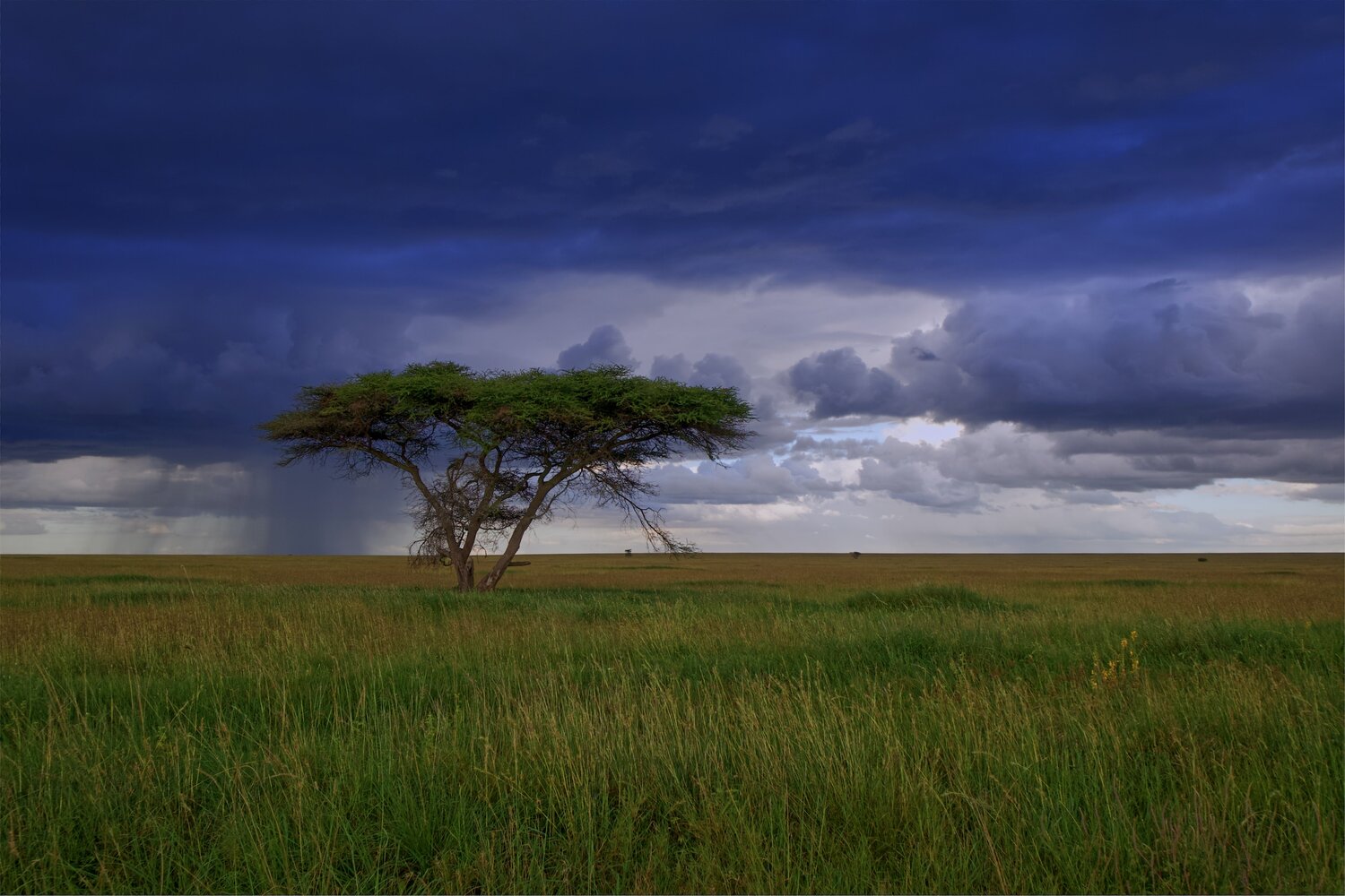 Serengeti Safari in the Rainy Season