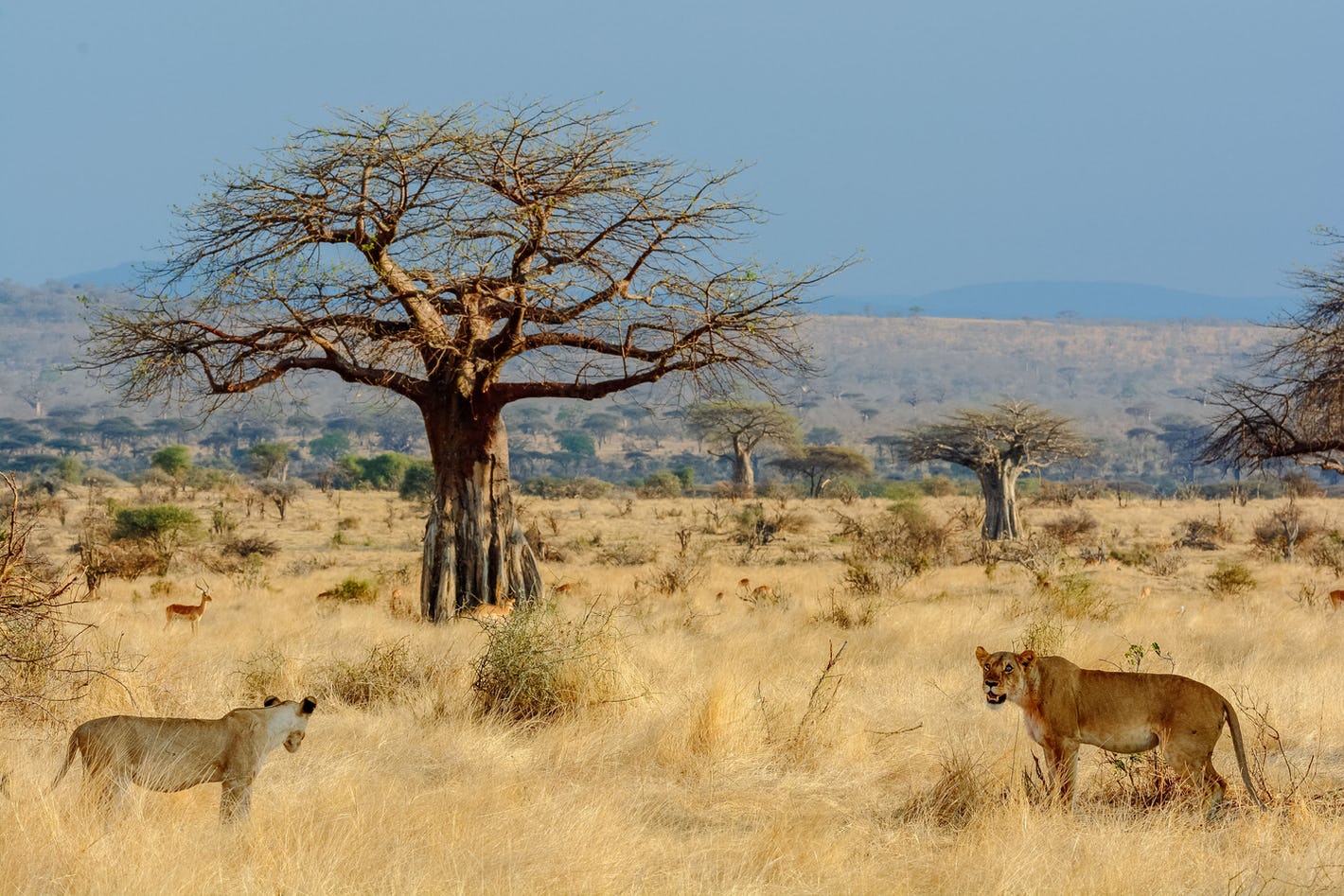 Tanzania Ruaha Dry Season
