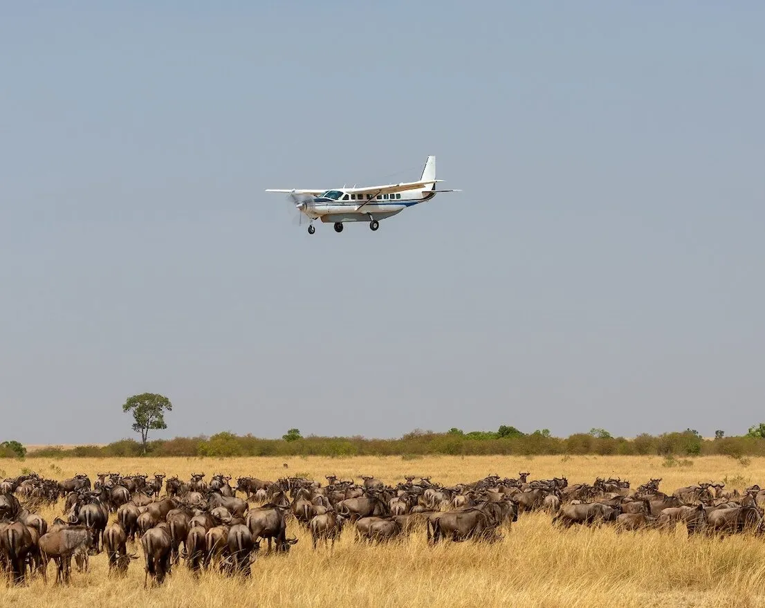 4 Days Serengeti Only Safari