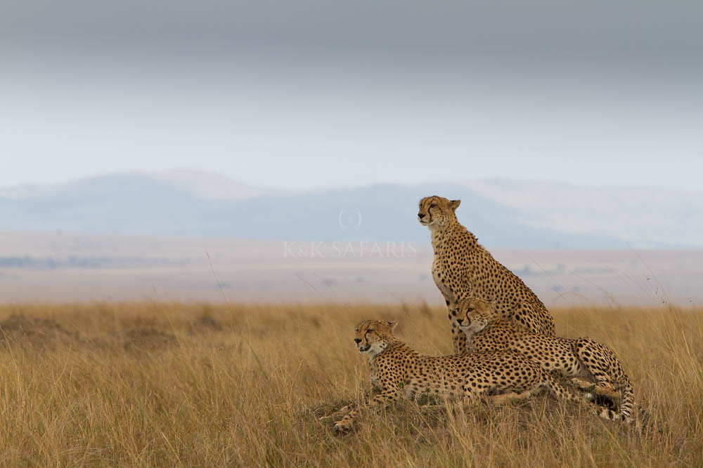 Cheetah on Mounds