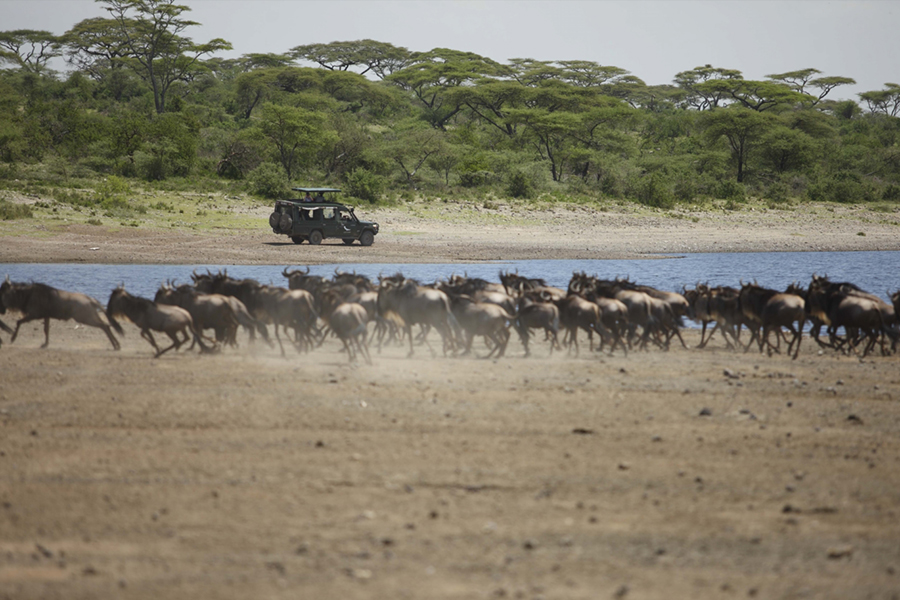 Tusker In Tarangire River
