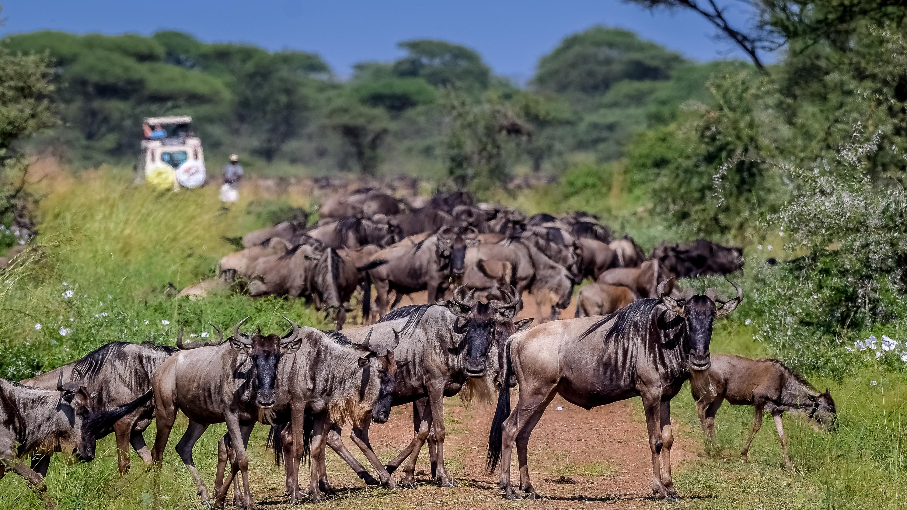 Tanzania Safari Packing List