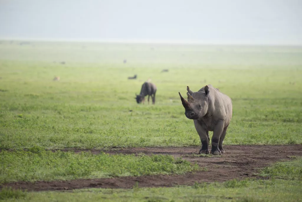 Black Rhino Ngorongoro Crater