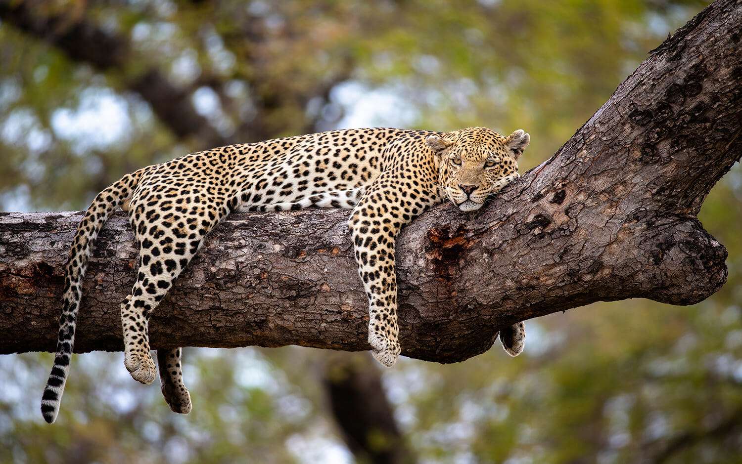 Ngorongoro Crater & Serengeti NP