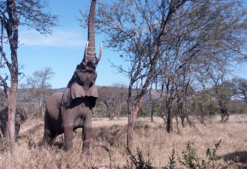 A Game Drive In Tarangire National Park