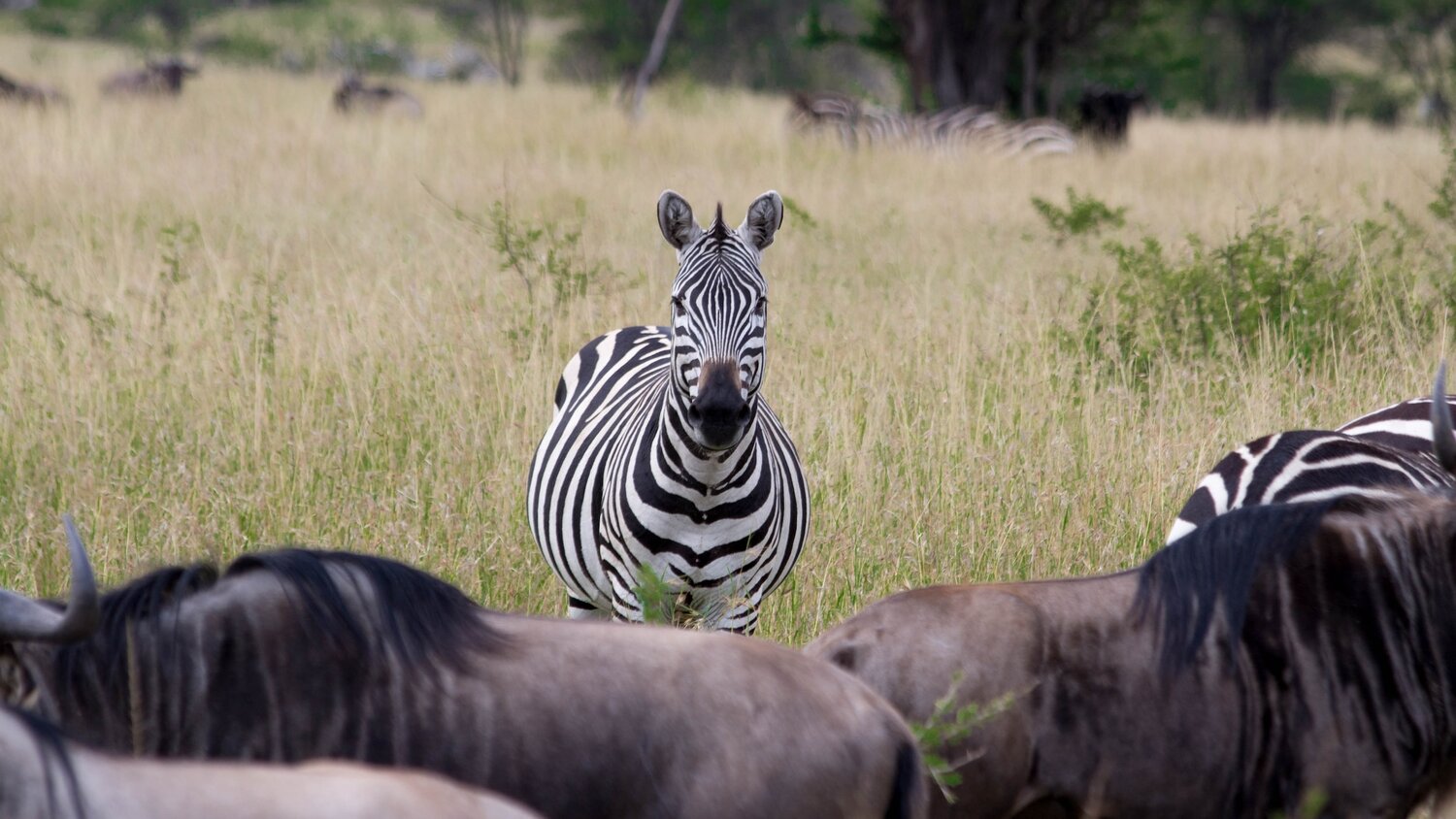 Zebra Tarangire NP