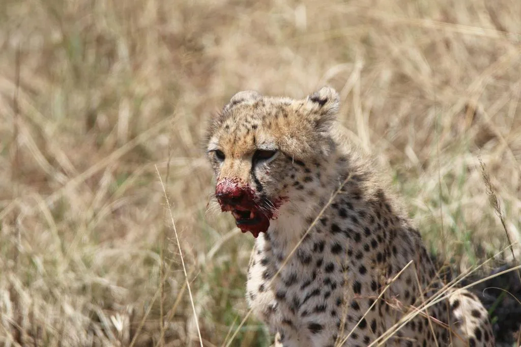 7 Days Tanzania Safari