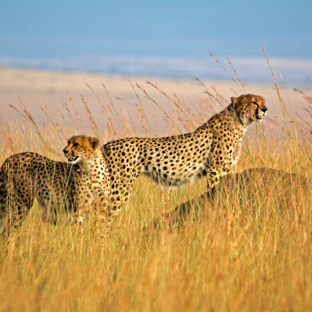 4 Days Tanzania Safari