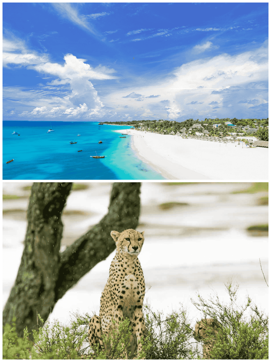 Zanzibar & Safari
