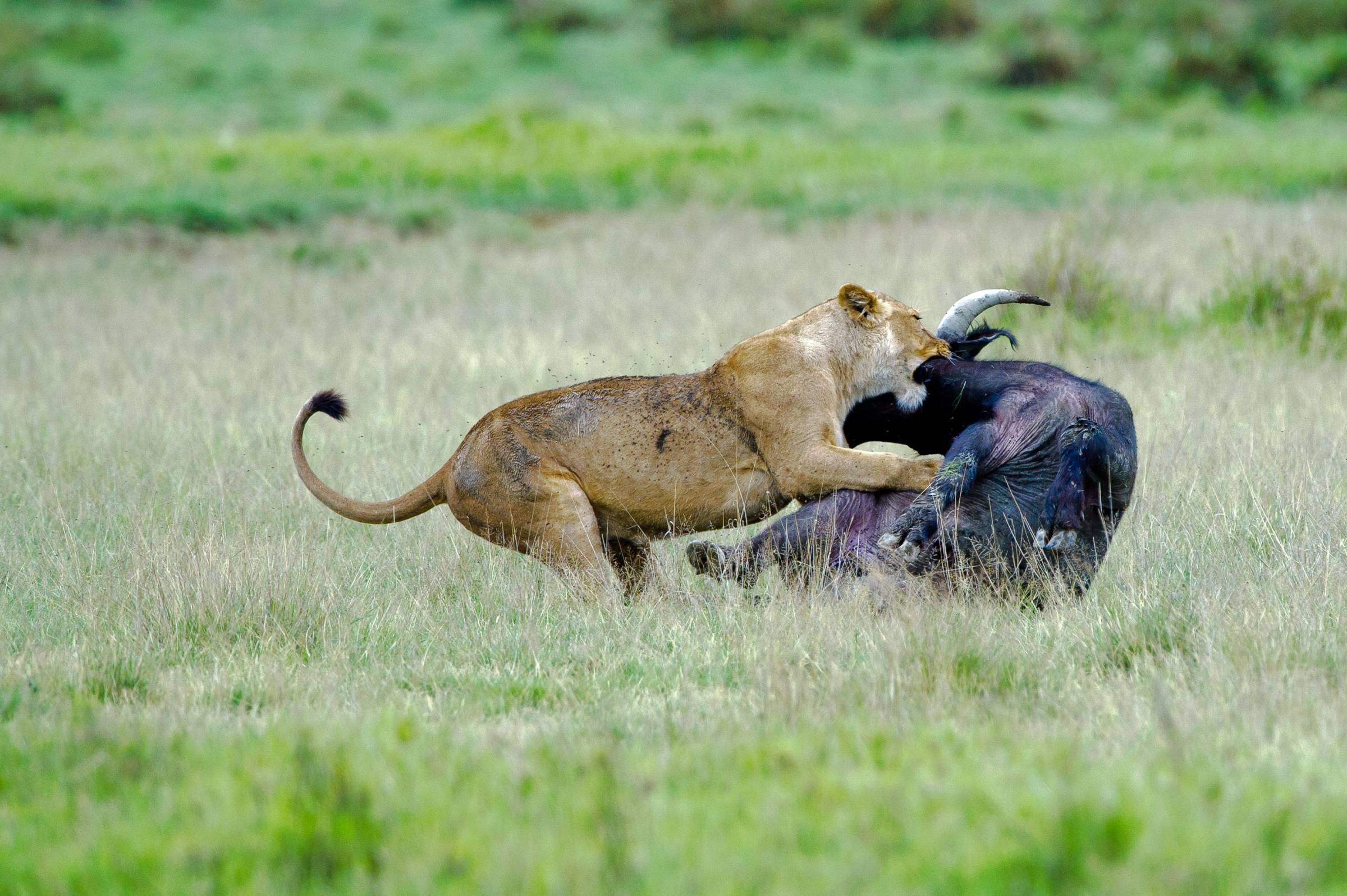 10 Days Tanzania Safari