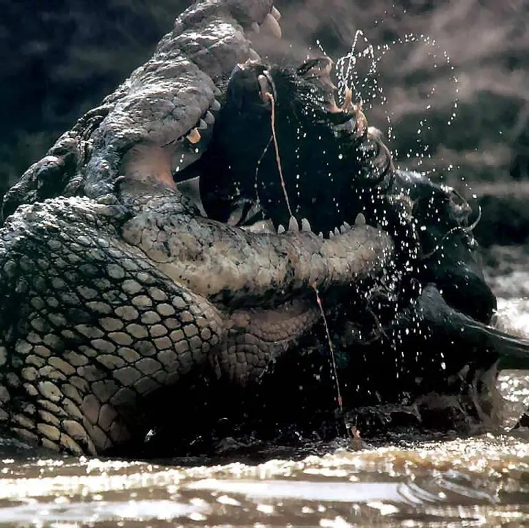 Wildebeest Migration