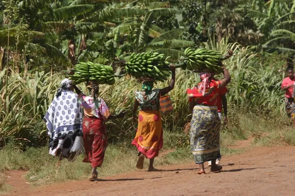 A Day Marangu Village Tour