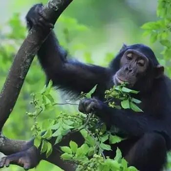 Chimpanzee Tracking