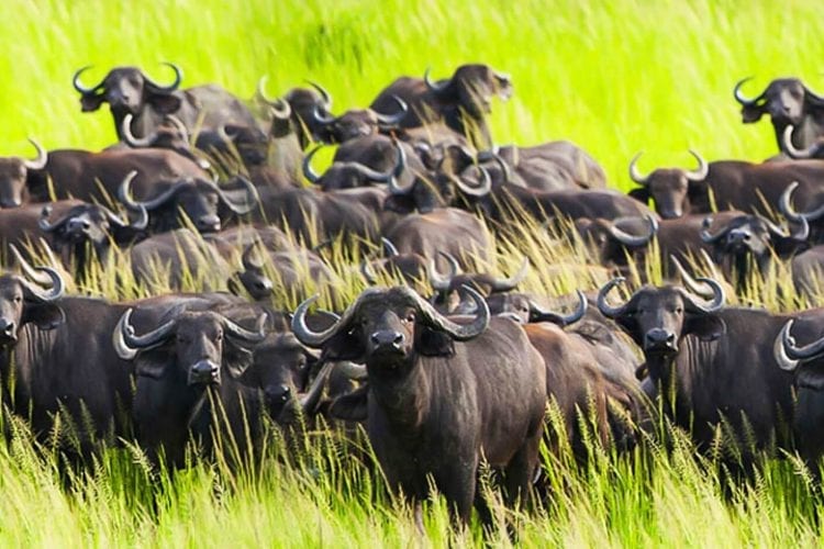 4 Days Katavi Only Safari