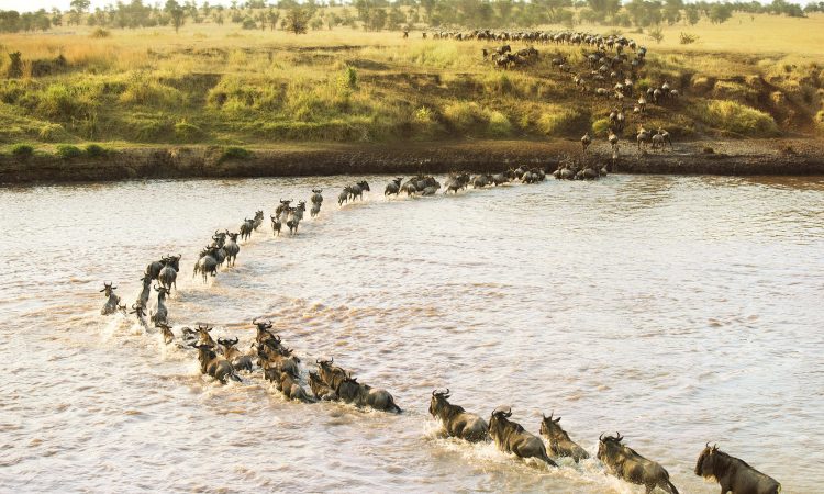 8 Days Migartion River Crossing Safari
