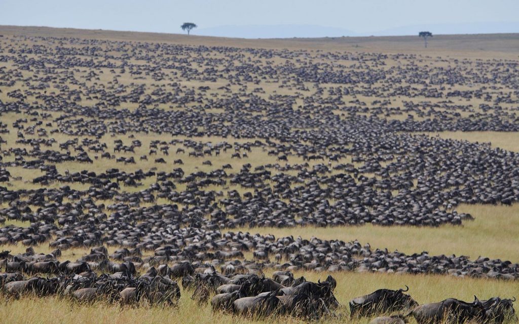 Masai Mara Safari