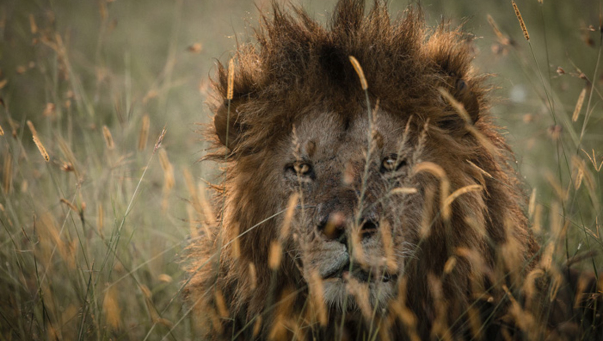 Kenya Safari