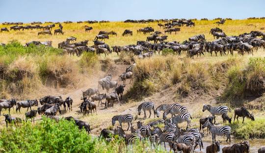 Game Drive in Masai Mara