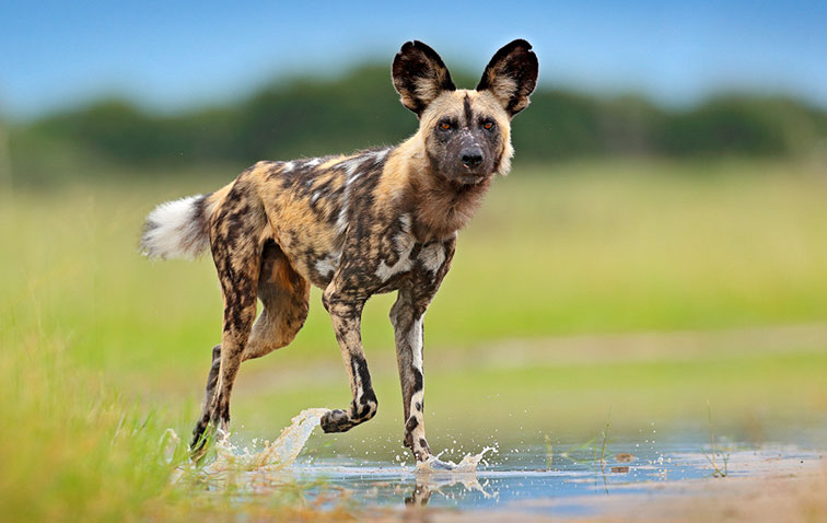 Famous and Ilusive Wild Dogs Of Mkomanzi