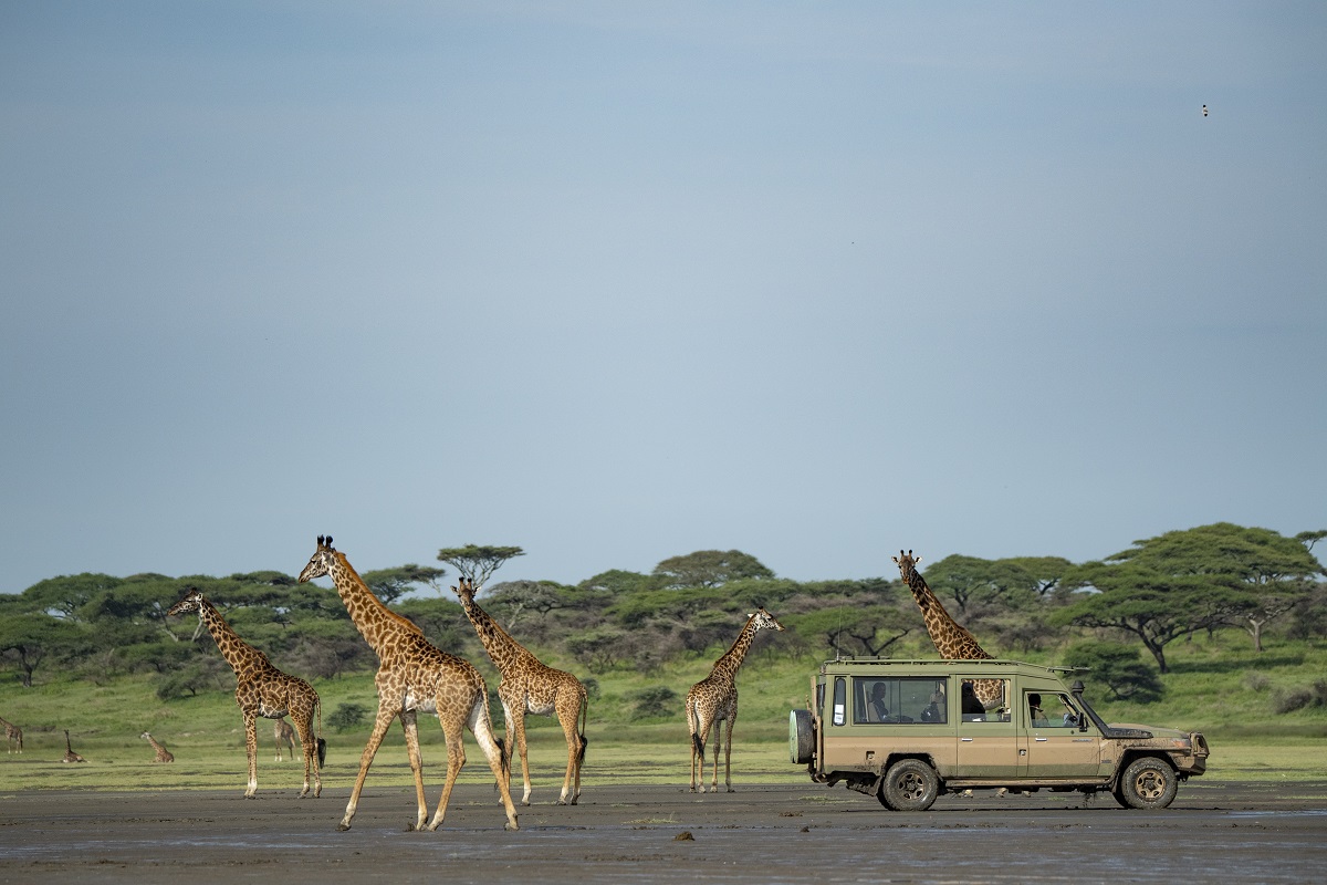 Wildlife Safari