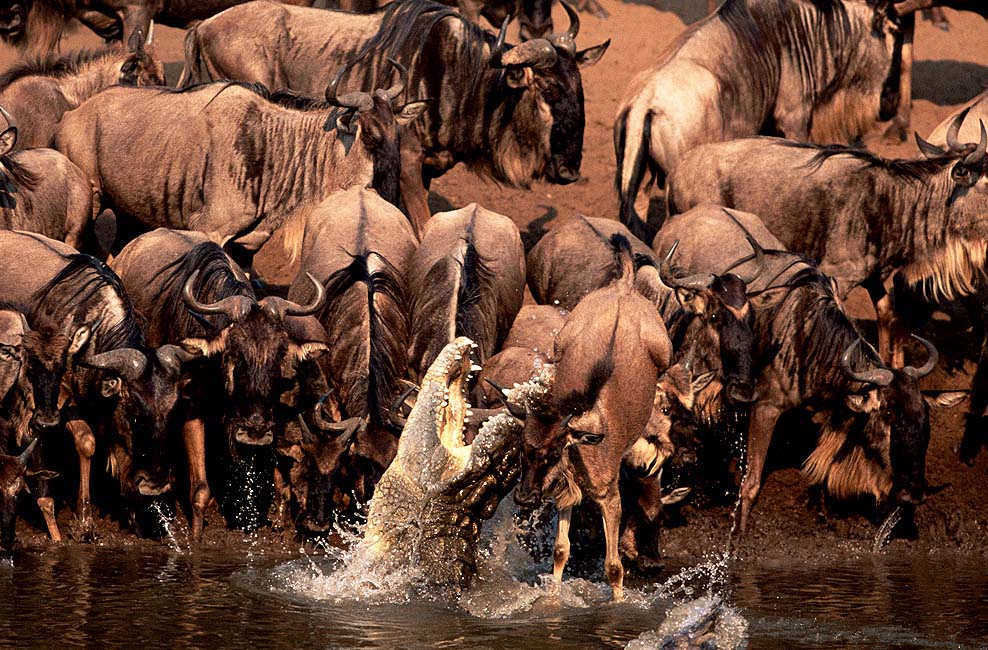 8 Days Migartion River Crossing Safari
