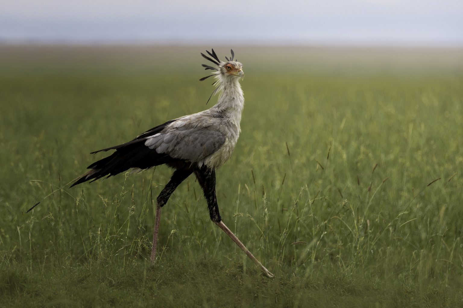 2 Days Tarangire & Ngorongoro Crater